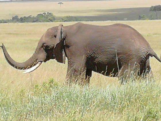Elephant