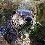 Head of an otter